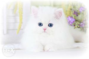 White Persian cat and kitten healthy and active.