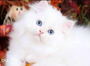 White Persian cat i have 5 little cat intrested