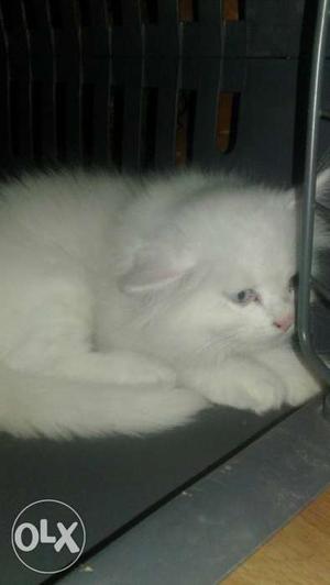 White Persian cats two n a half months old very