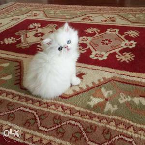 White Russian Blue Kitten