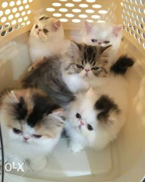 White-and-gray Kitten Litter