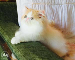 White color normal eyes persian kitten for sale in kanpur