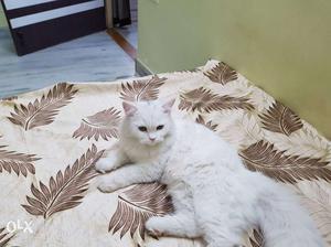White doll face female persian cat. 6 months.