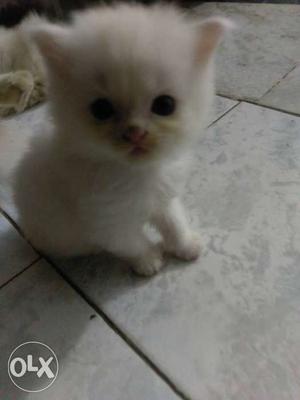 White persian kitten of one month!