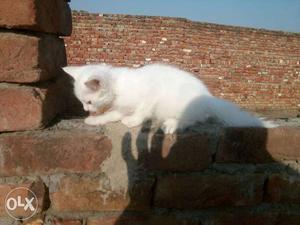 White persian male kitten
