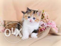 Calico only cats and kittens call me now