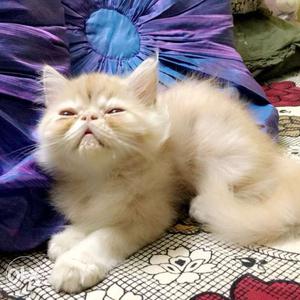 Exotic punch face persian kittens available for