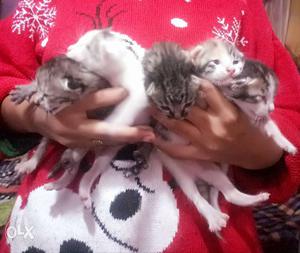 Five Silver Tabby Kittens