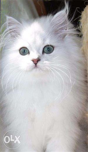 Real breed Persian cat with blue eyes