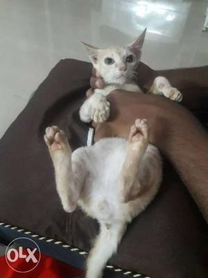White Cat very lovely cat In Bhilai 4 months old urgent sell