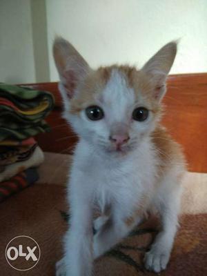 1.5 manth old male kitten for sale
