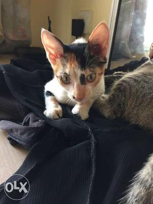 2 months female calico kitten. Dewormed and