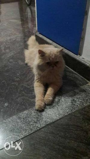 9 months punch face Persian cat male