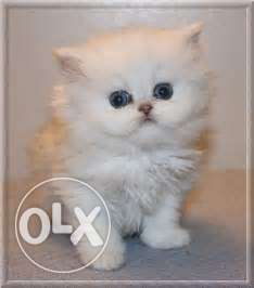 All colour Persian cat and kitten available for sale