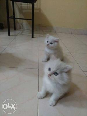 All good quality Persian cats for sale