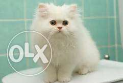 All types of Persian cat and kitten available for sale