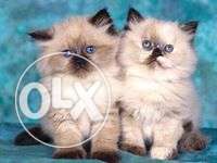 Any color persian kitten for sale in all m.p