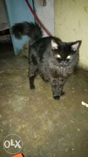 Black Persian cat. for sale