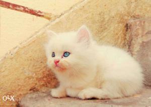 Blue eyes persian kittens