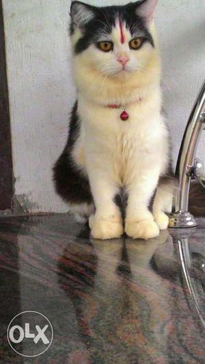 Born Persian Cat for Sale(male)