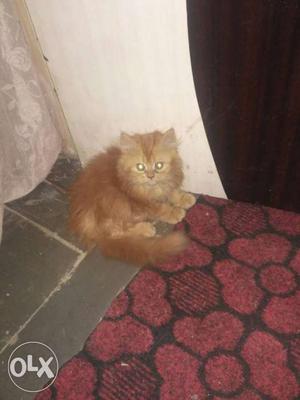 Brown Persian kitten