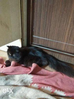 Brownish black persian cat (male) 6 months old to