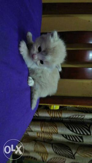 Cream color Persian cat Kitten