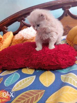 Cute Persian kittens available