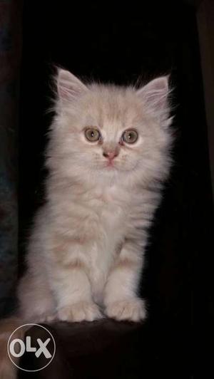 Doll Face Persian Kitten, Female Just 2 Months old