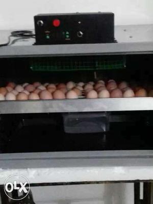 Egg incubator mannuthy