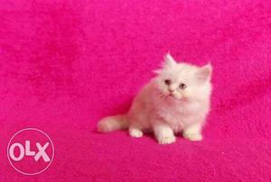 Female persian kitten fo sale.font colour,good