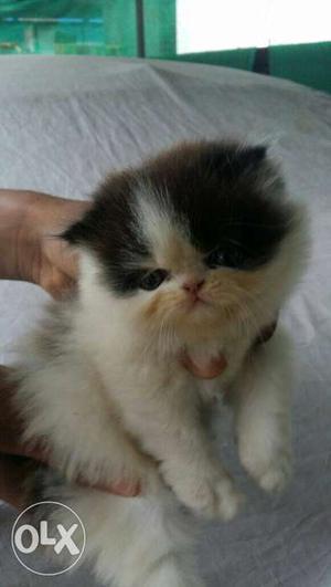 Full punch male persian kittan for sale