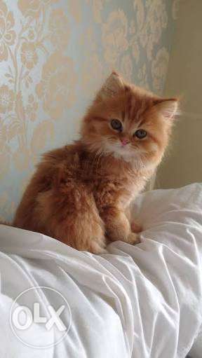 Golden Persian kitten available 2.5 months old