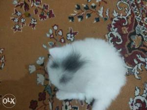 Good quality doll face Persian cat available..