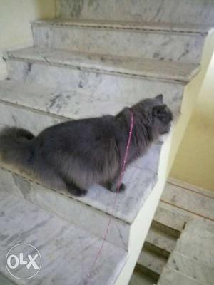 Gray Cat In Hyderabad