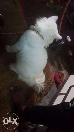 Hi want to sell my persian cat 14 mont old very playfull