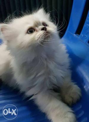 Himalayan cat female kitten 43 days old double