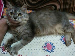 It's Persian cat pair... male & female... 4