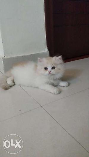 Long Fur White And Orange Kitten