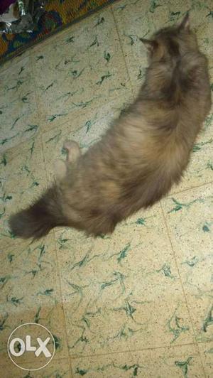 Long-fur Brown And Black persian Cat