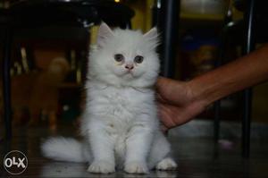 Long-fur White Kitten