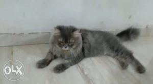 Male Persiann​ cat 2 years old very friendly,