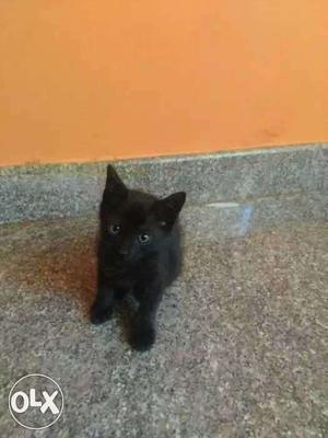 Oliginal Black Bombay Cat for sale