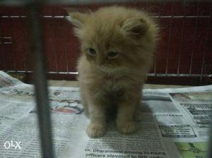 Orange Fur Kitten