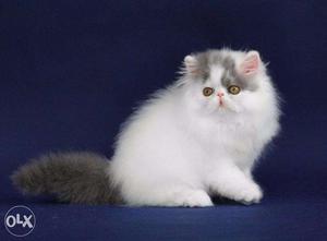 Orange Tabby long fur cute baby Persian cats kitten