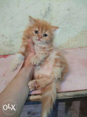 Orange Tabby long fur cute baby persian cats kitten sale.all