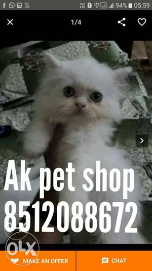 Parsion cat pure white cat available food