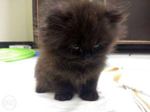 Persian Cat FOR SALE Just 2 weeks old only one