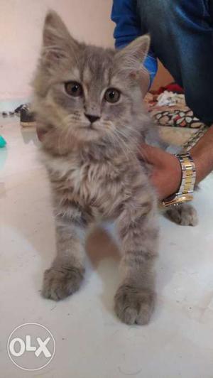 Persian Kitten 3 months Old for sale.