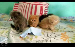 Persian Kittens available in all colors per  each